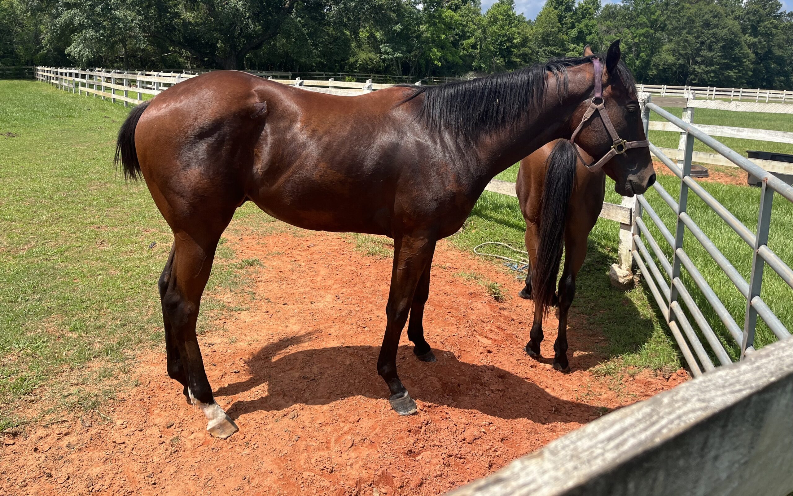 Picture of a horse standing still in a pasture which is an indicator of founder.