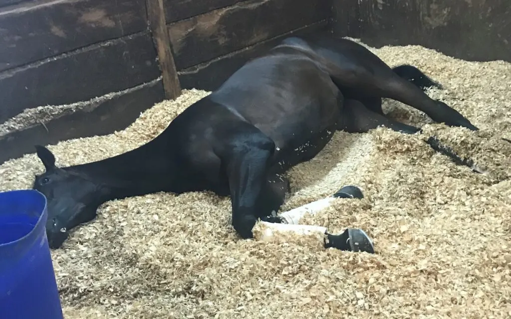 Picture of a horse laying down in a stall.