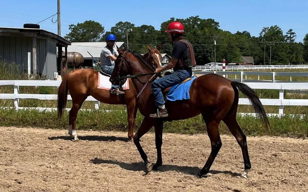 Picture of two horses on a training track. 