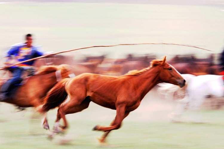 Picture of a mongol horses running. Source: 邱佶, CC BY-SA 2.5 