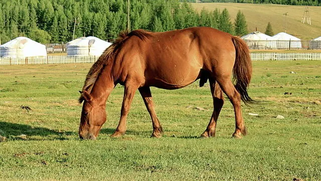 Picture of a Mongols horse grazing.