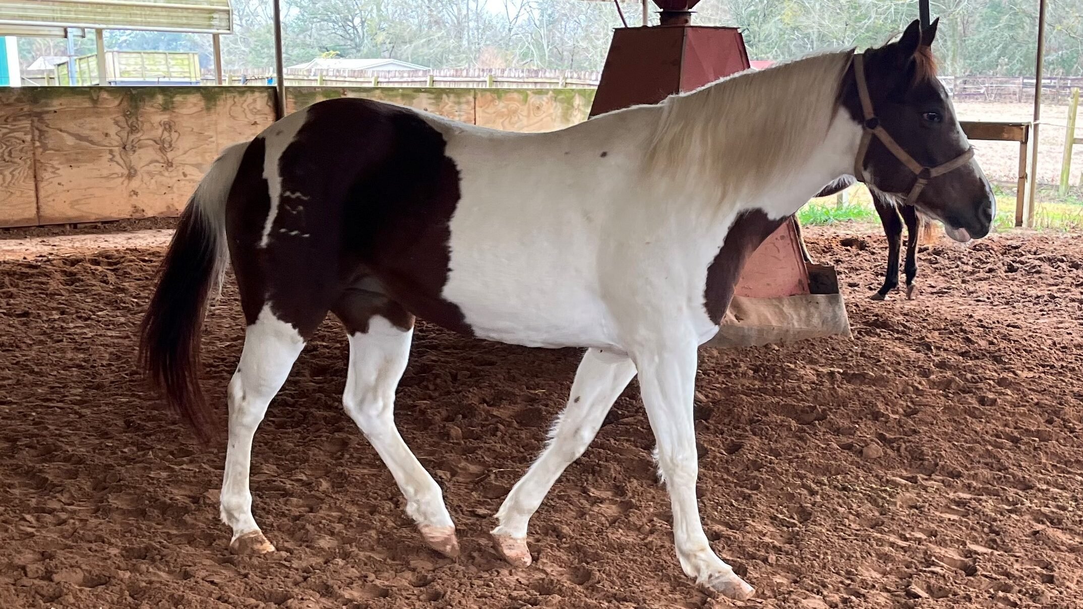 black and white paint horses