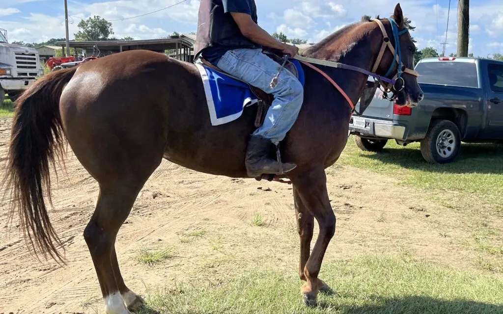 Picture of a quarter horse in training.