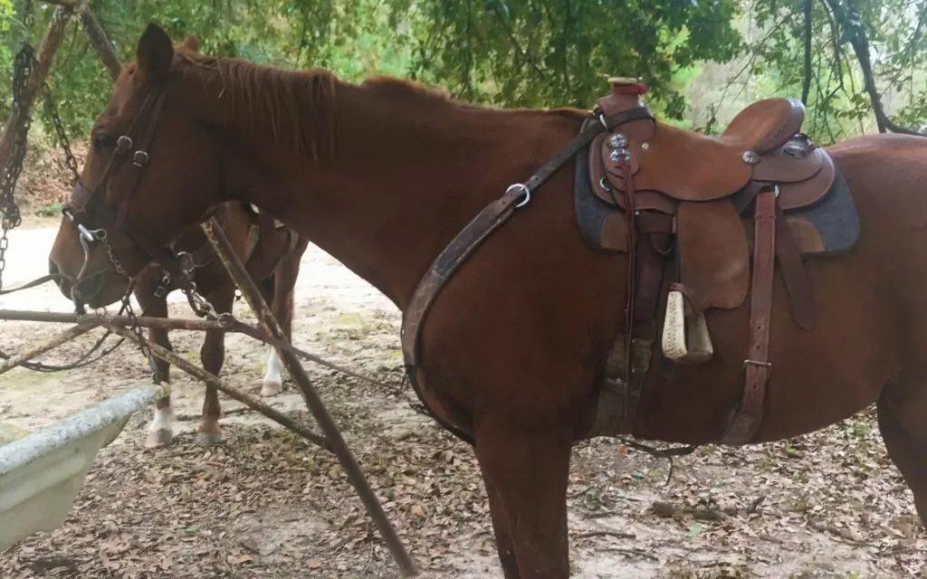 Picture of a sorrel quarter horse saddle up for a ride and sleeping.