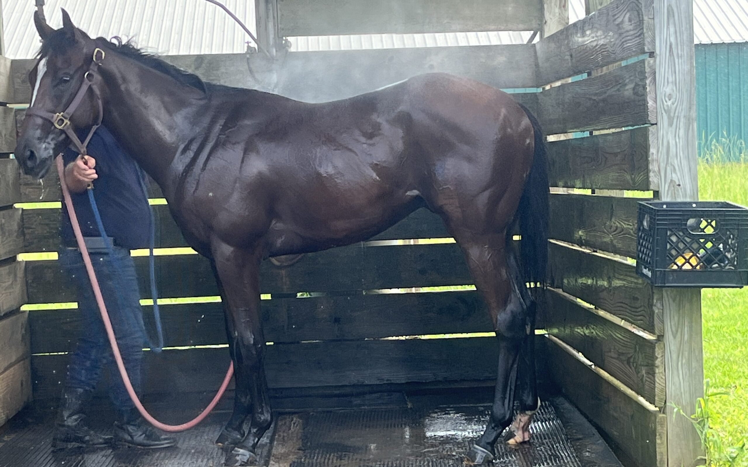 Picture of a Thoroughbred getting a bath after a workout. 