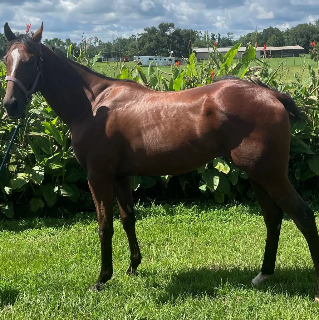 Picture of a thoroughbred stallion.