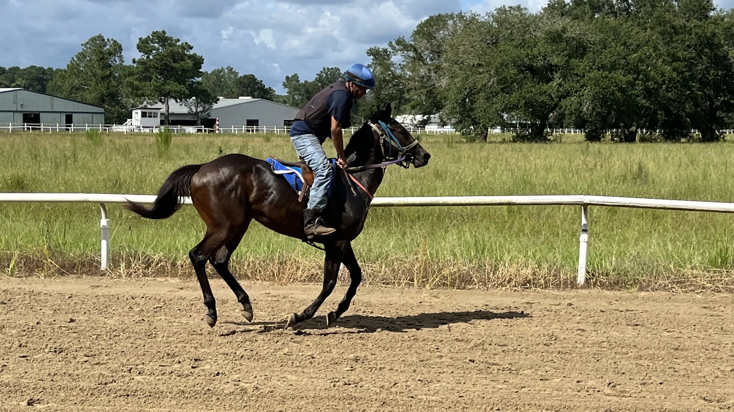 Picture of a young thoroughbred horse in training.