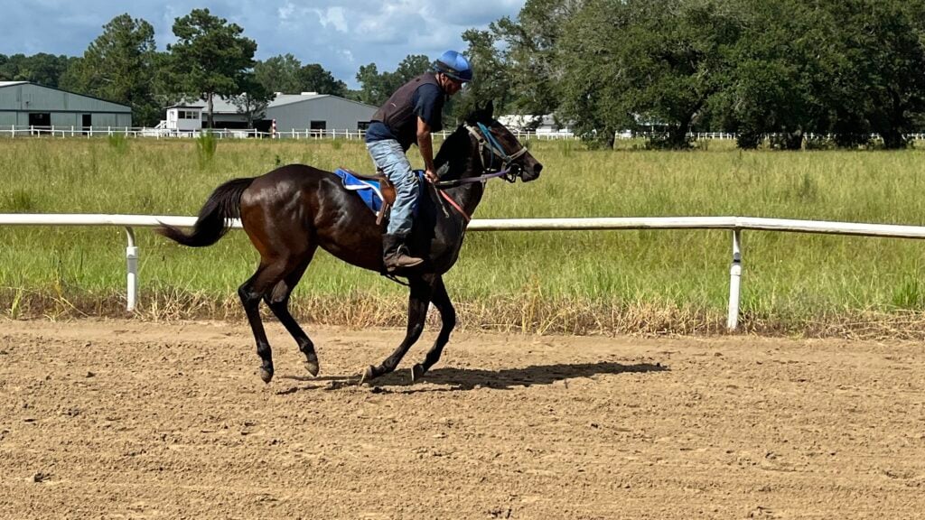 Picture of a young thoroughbred horse in training.