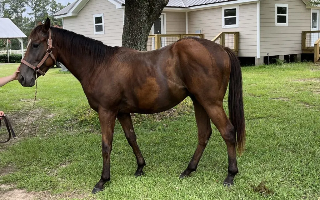 Picture of a two year old thoroughbred horse.