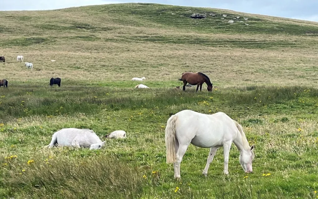 Picture of white horses in a field.