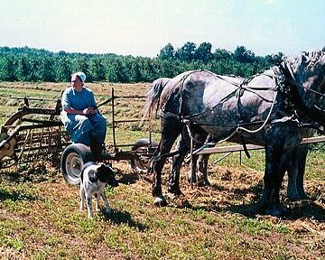 Picture of Amish farmers working their horses.