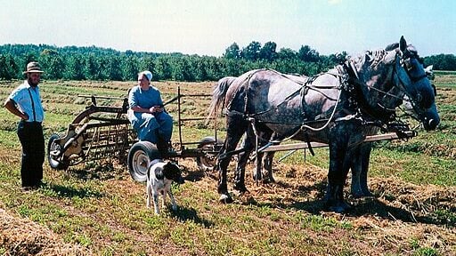 Picture of Amish farmers working their horses.