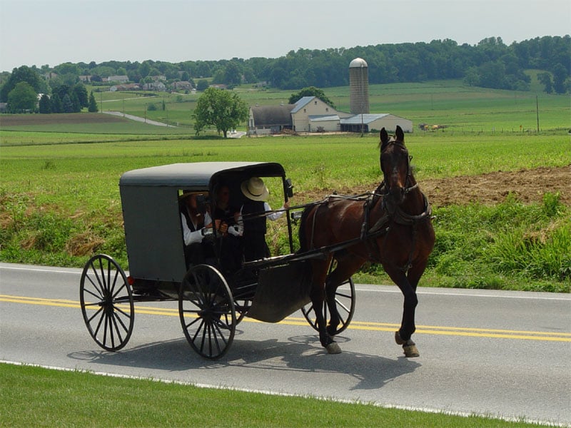 Picture of an Amish horse pulling a carriage.