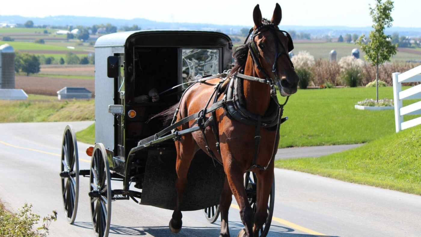 Standardbred horse pulling an Amish buggy. 