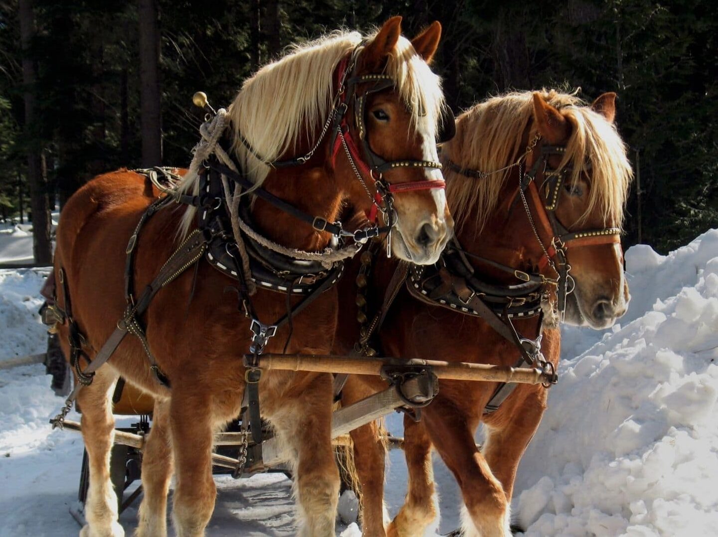 Picture of Belgian horses.