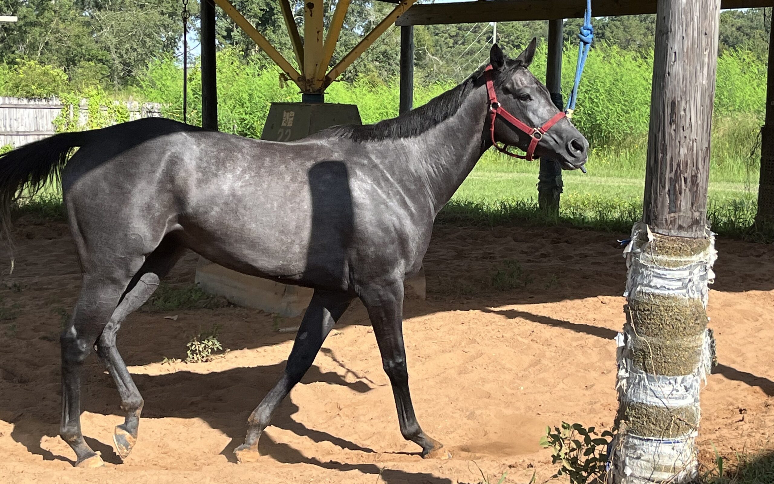 Picture of a dark gray filly that could pass as black. 