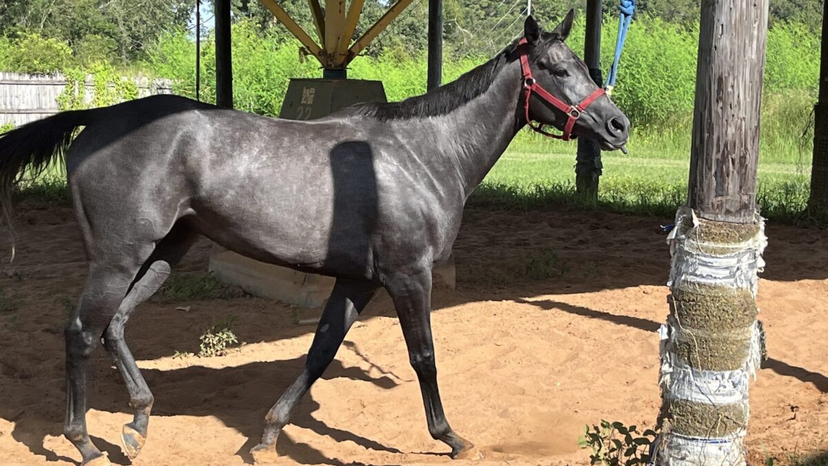The Ultimate Guide To Gray Horses: Understanding Their Color