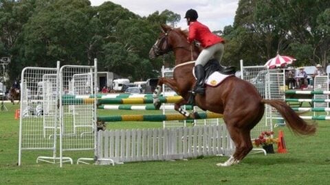 Thoroughbred Incentive Program (T.I.P): A Comprehensive Guide