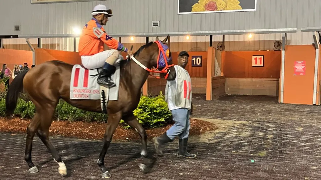 Picture of our horse Ashton, going to the gates for a stakes race.