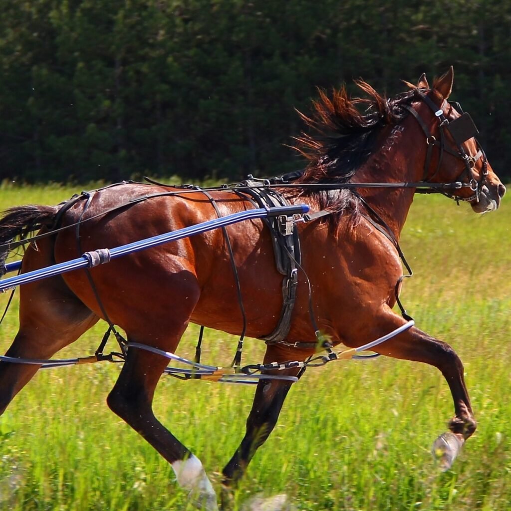 Amish Horses Breeds, Treatment, And Uses.