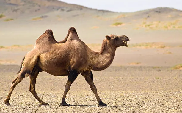 Picture of a camel walking in the desert.