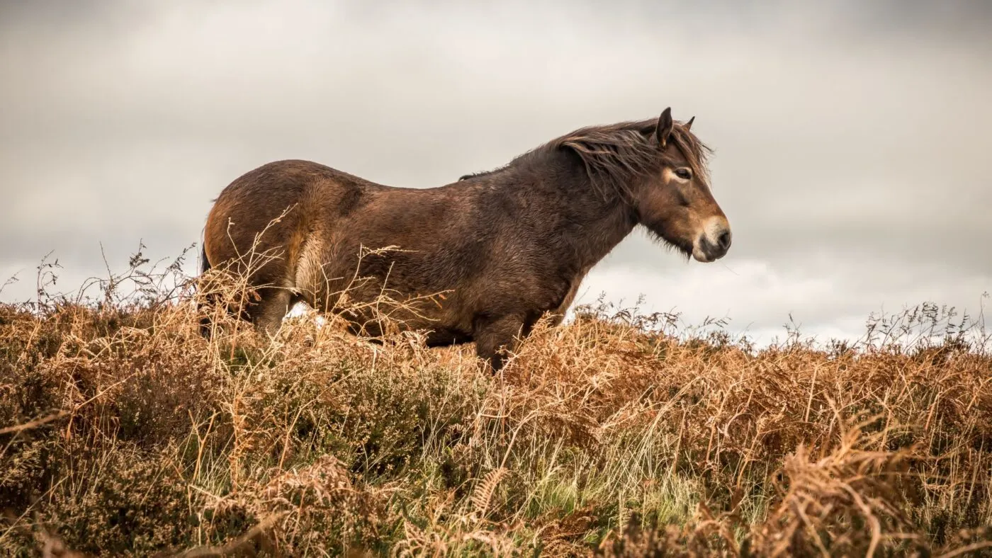 An Exmoor Pony in the English moors during a cold fall day, highlighting its hardiness and unique &lsquo;mealy&rsquo; muzzle.