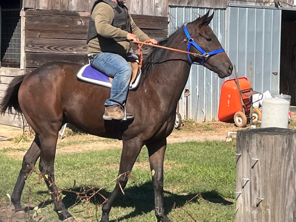 Picture of a two year old Thoroughbred gelding.