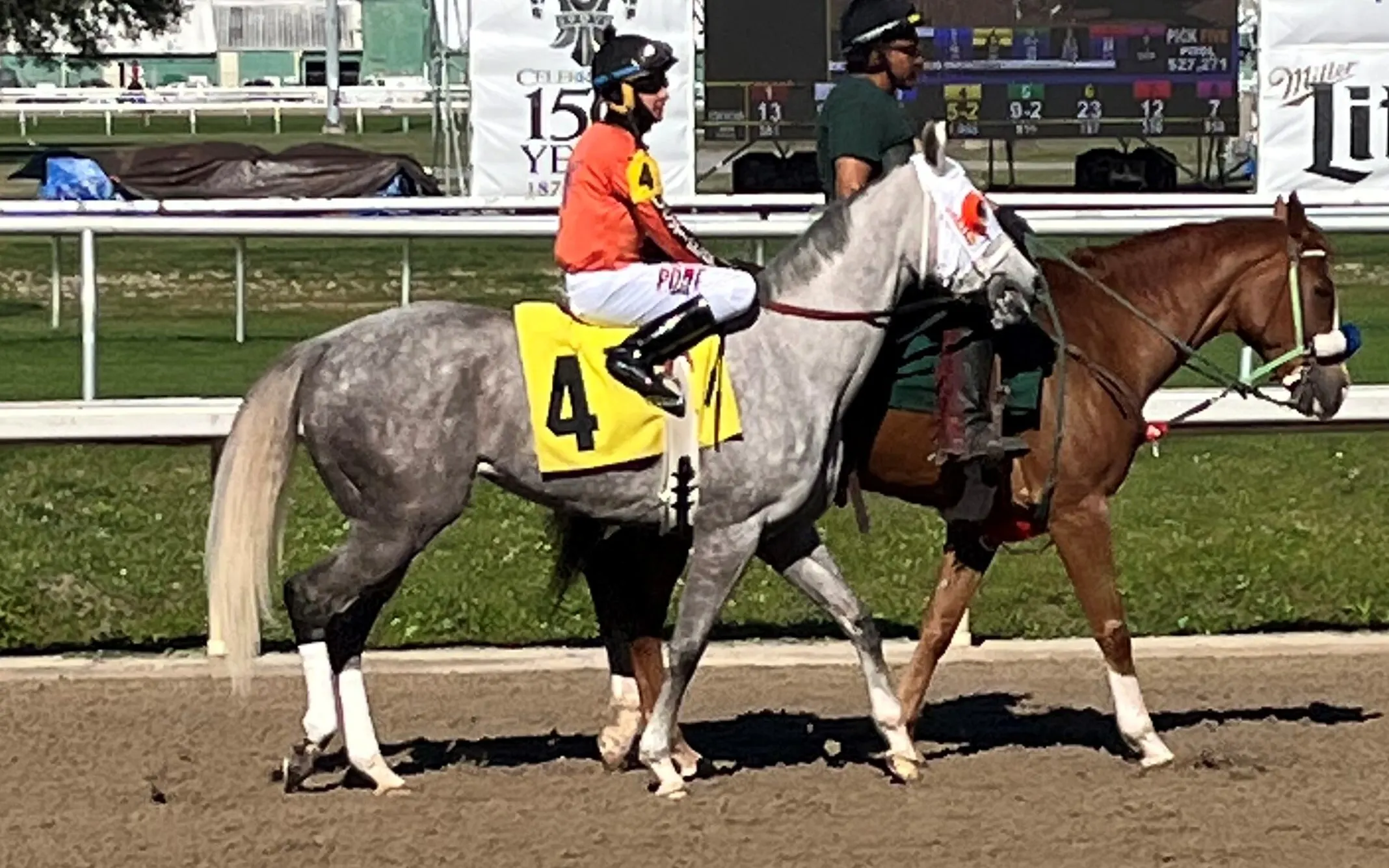 Picture of a dapple gray racehorse
