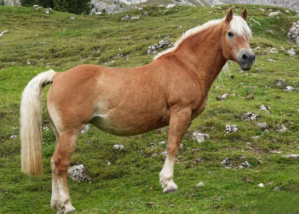Picture of a haflinger horse.