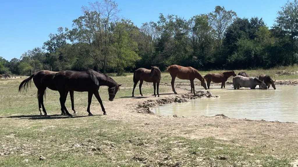 Picture of a herd of female horses; none have shoes.