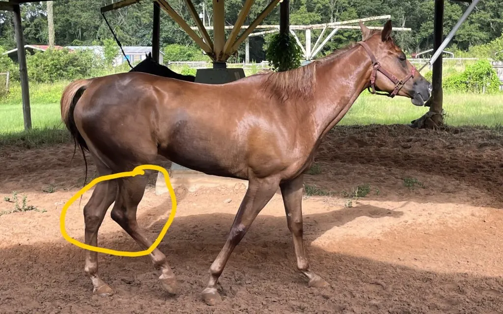 Picture of a horse's hock.