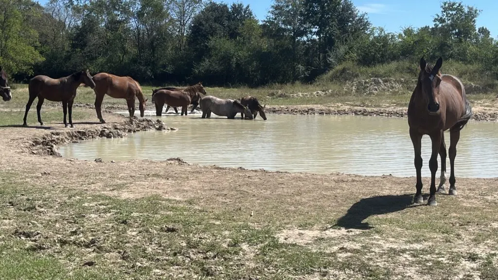 Picture of horses in a pond.