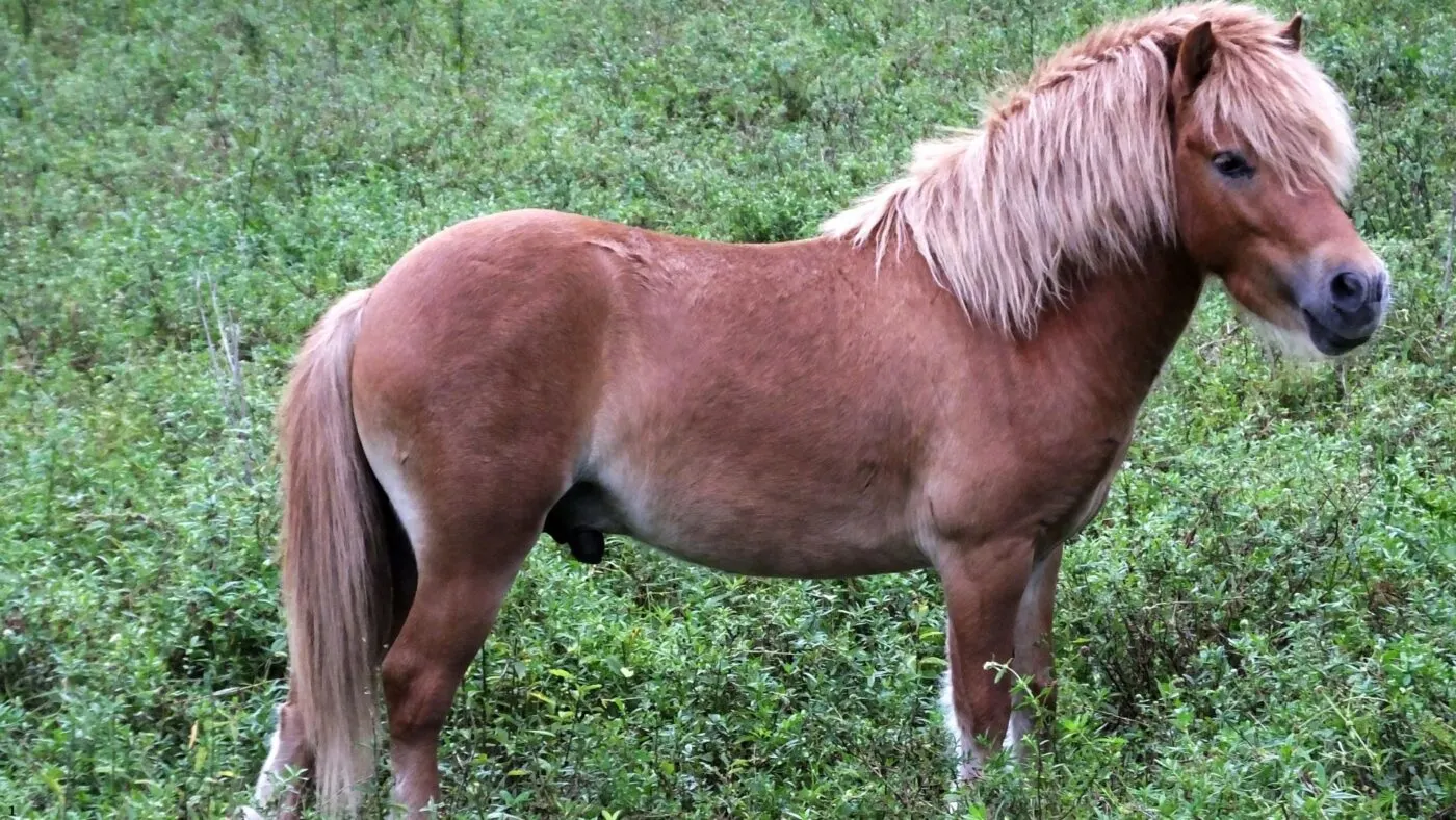 Miniature Horse standing in a lush field, highlighting its proportional build and beauty.