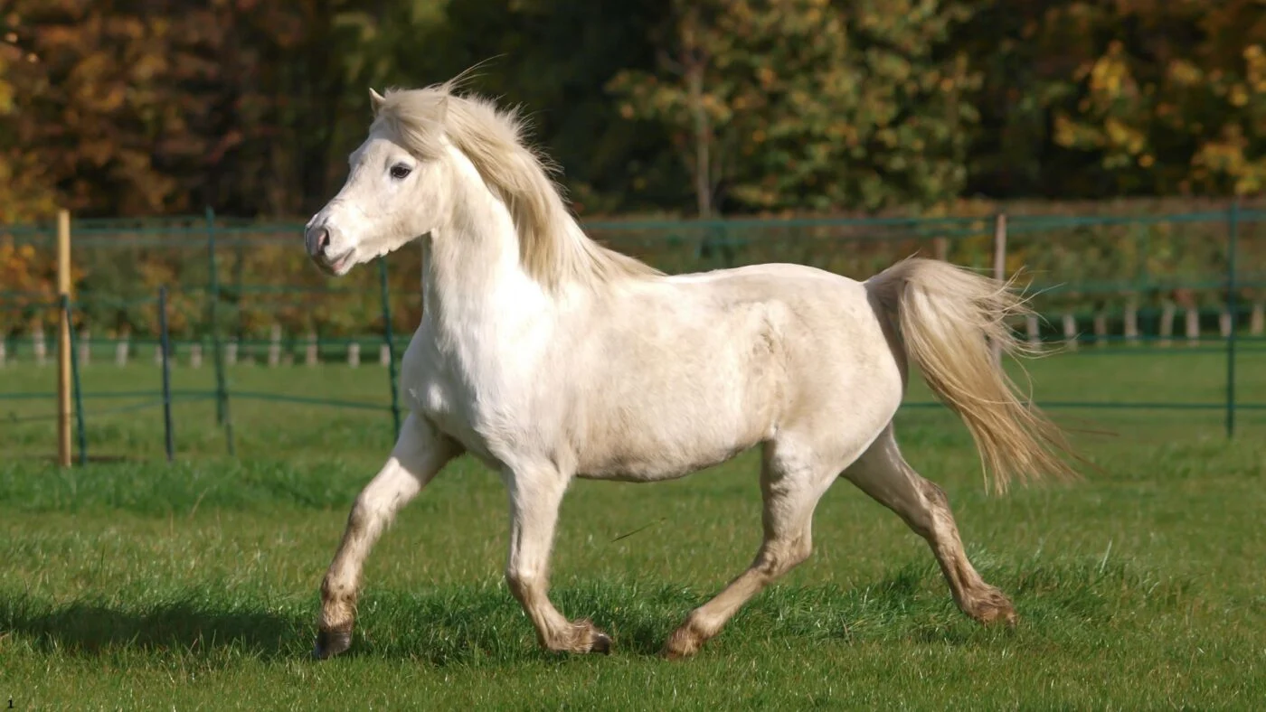 A Welsh Pony stallion trotting gracefully across a pasture, showcasing its spirited elegance.