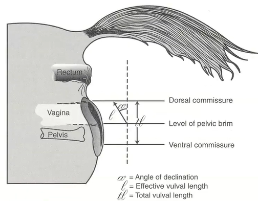 Diagram of a procedure used to fix wind sucking.