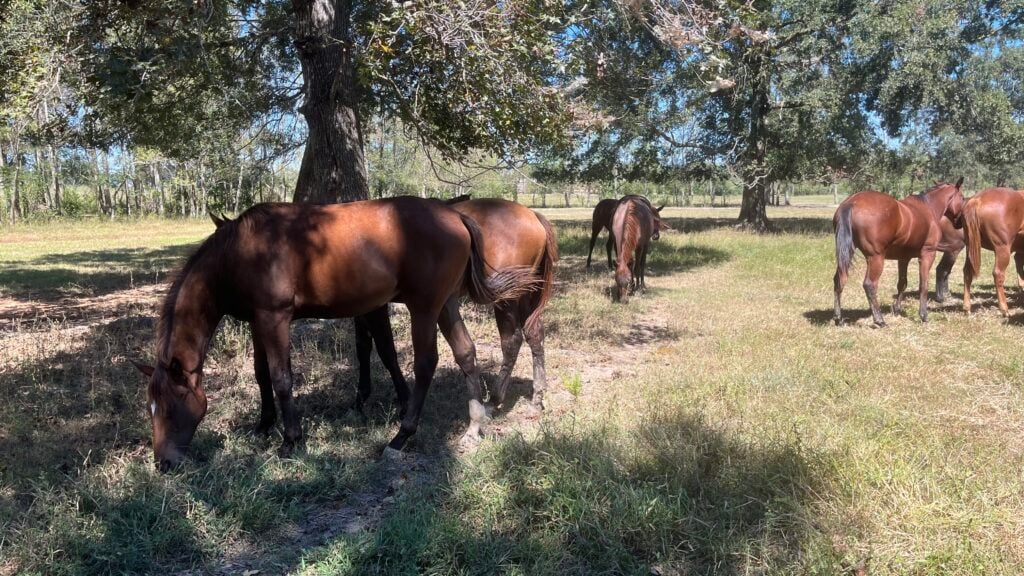 Picture of yearlings in a field. These are all from successful racehorse families.