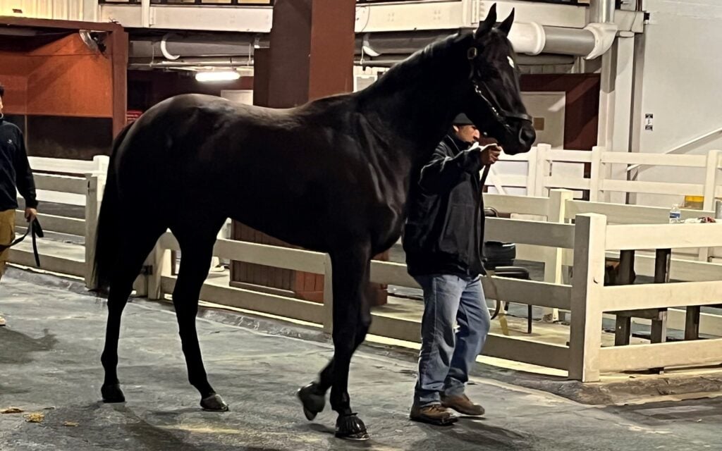 Picture of a black Thoroughbred racehorse. 