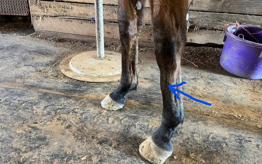 Picture of a horse with bucked shins.