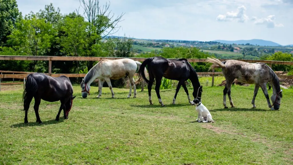 Picture of dogs and horses in a pasture.