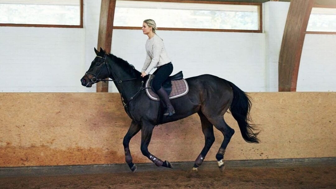 Horse Leasing Near Me Find the Perfect Horse for Your Riding Needs