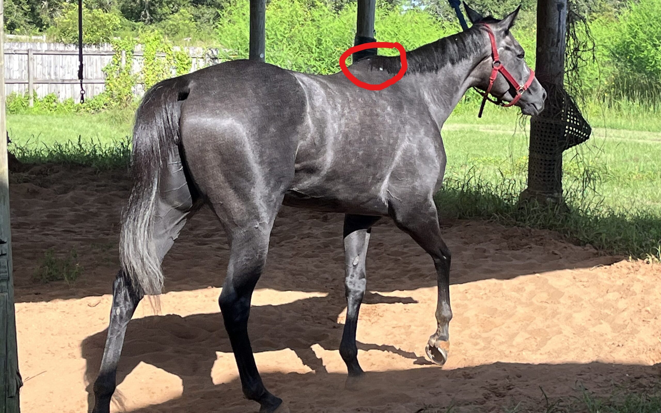 Picture of a grey filly with her withers circled.