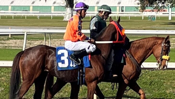 Male vs Female Racehorses Speed: Are Males Really Faster?