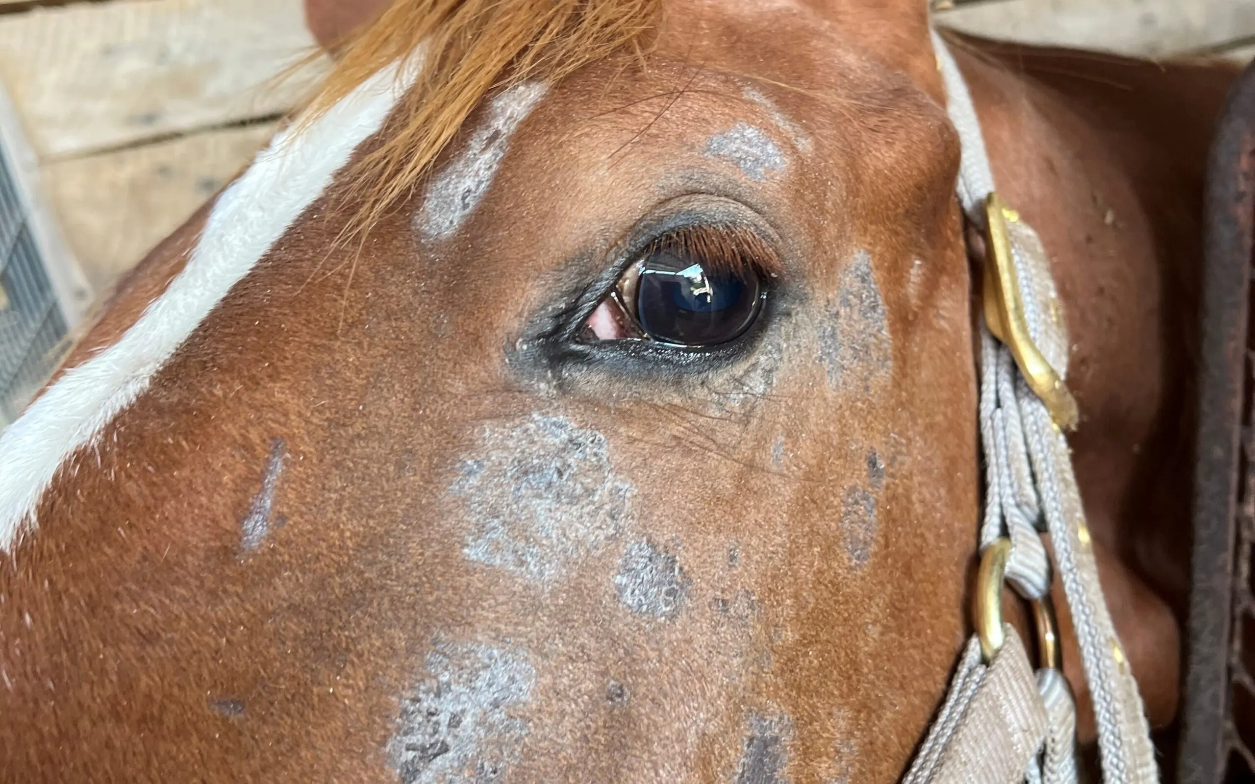 Picture of a horse with a skin rash possibly caused by dust mites.