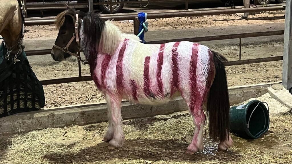 Picture of a pony painted and ready for a show.