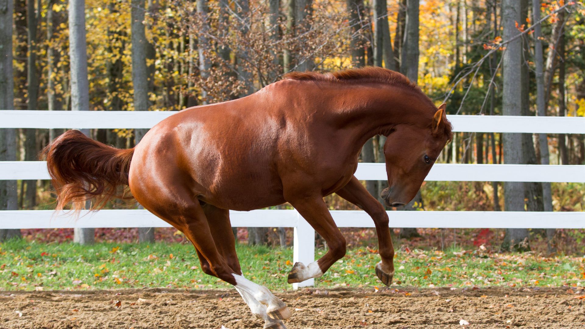 8 Things Horses Do For Fun