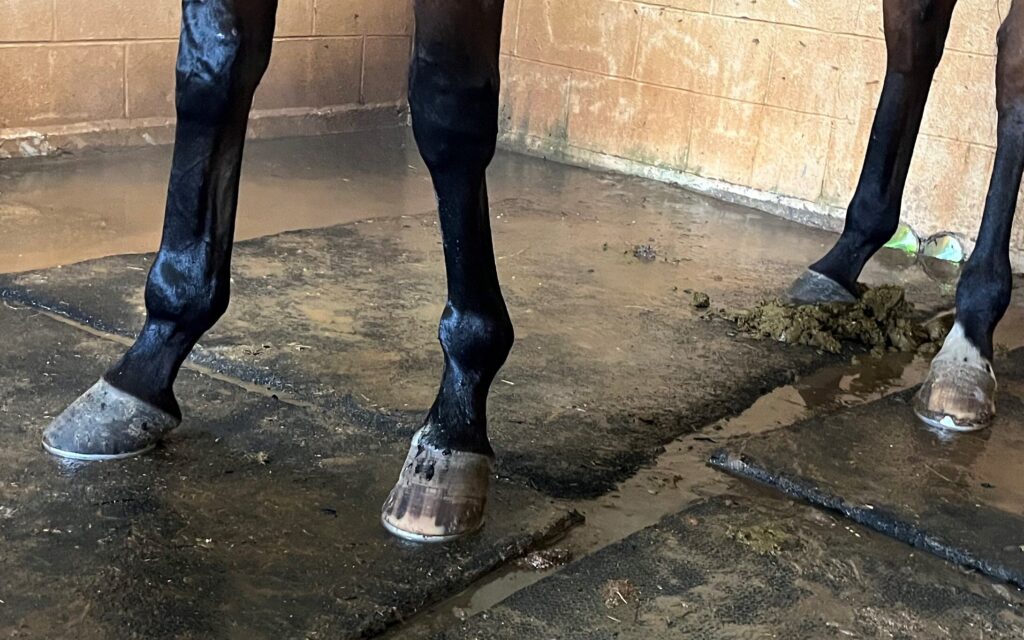 Picture of a racehorse's legs.