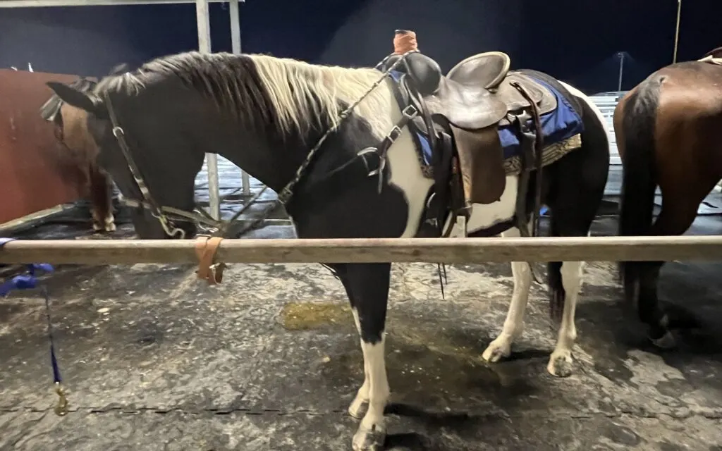 Picture of a horse with a roping saddle on. 