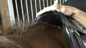 Picture of a saddle showing its relationship to a horses withers.