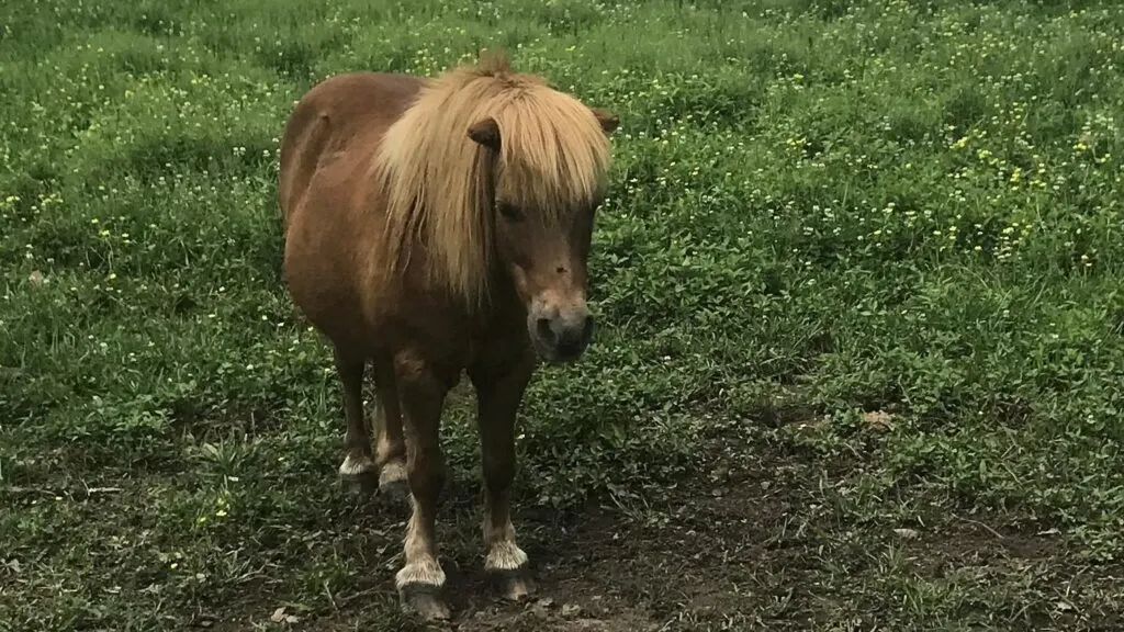 Picture of a Shetland pony in a pasture.