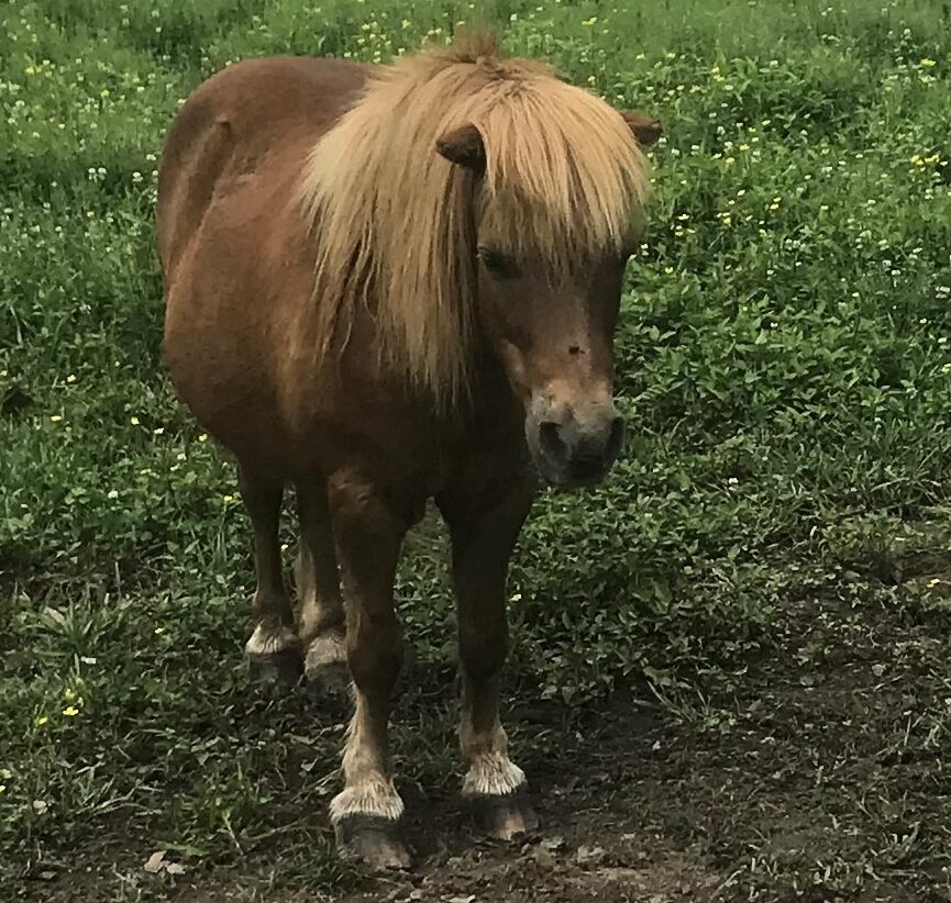 picture of a shetland pony in a pasture, 